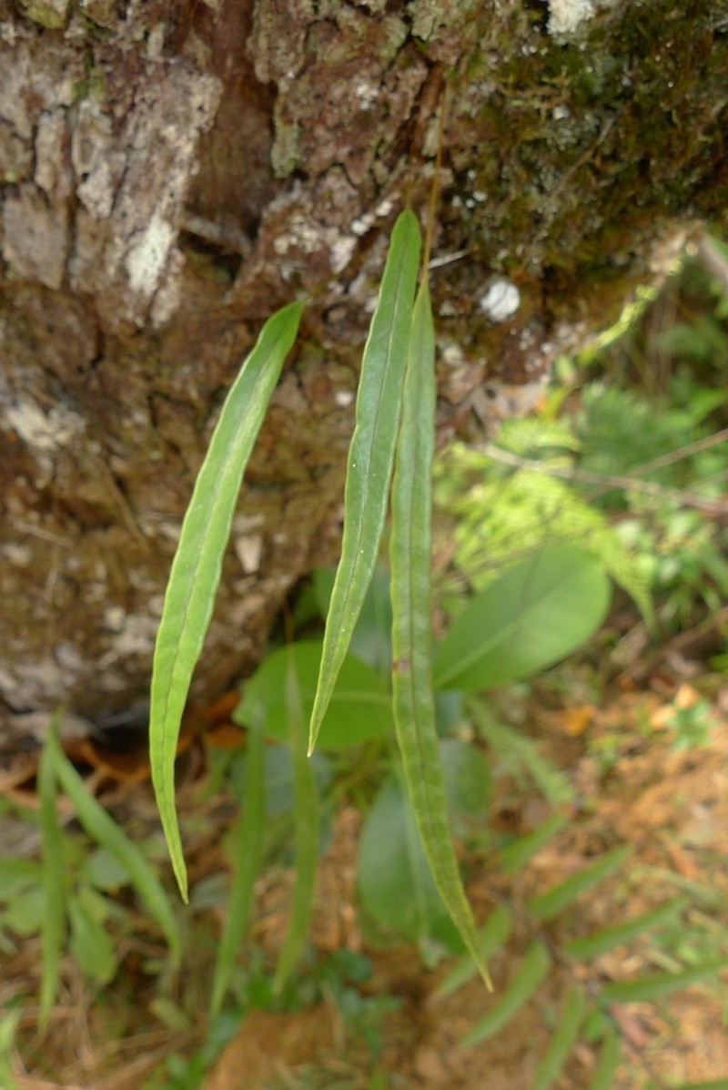 Selliguea lanceola photo 6