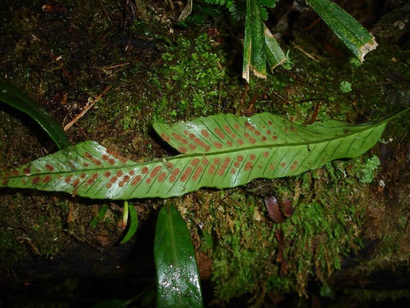 Selliguea lanceola photo 7