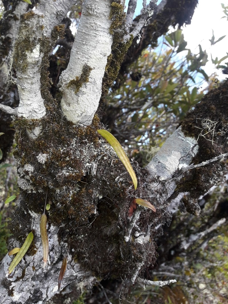 Selliguea lanceola photo 8