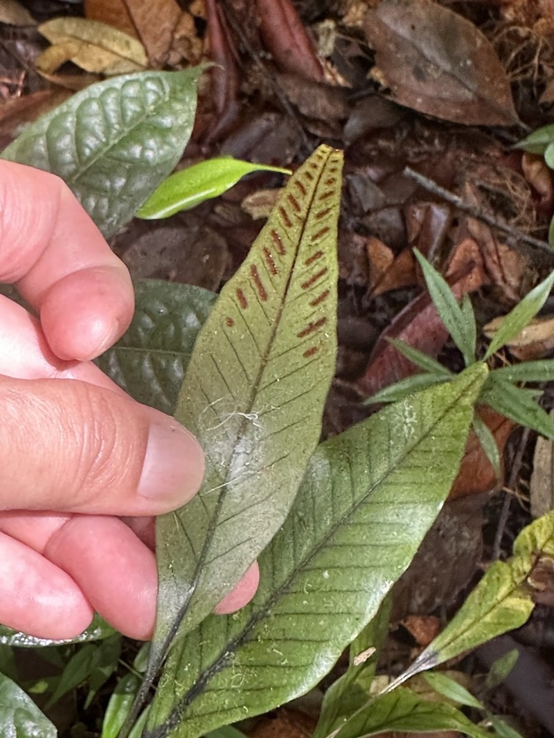Selliguea lateritia