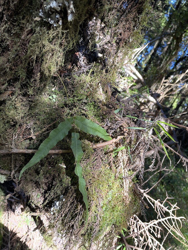 Selliguea lehmannii