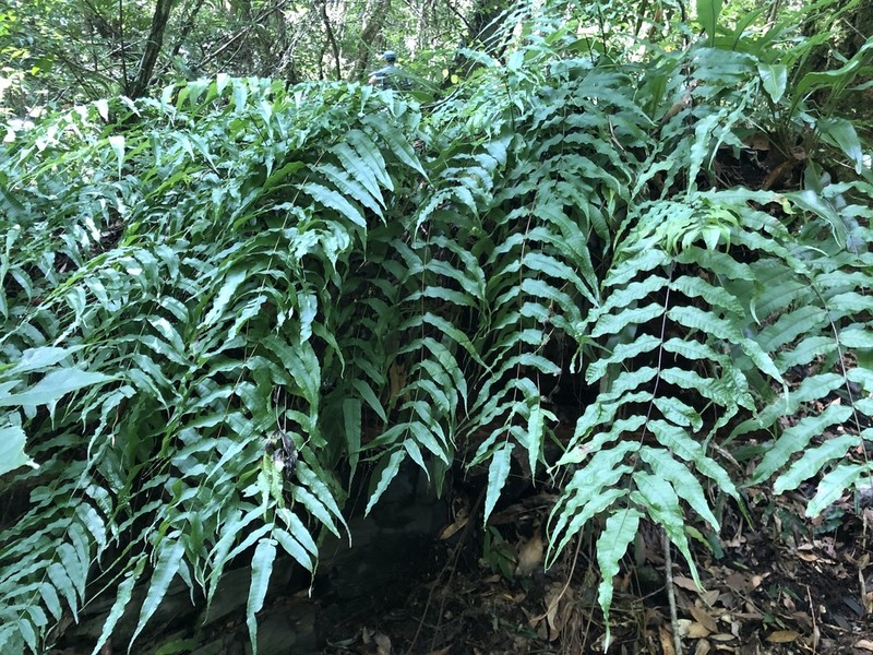 Selliguea lehmannii photo 2