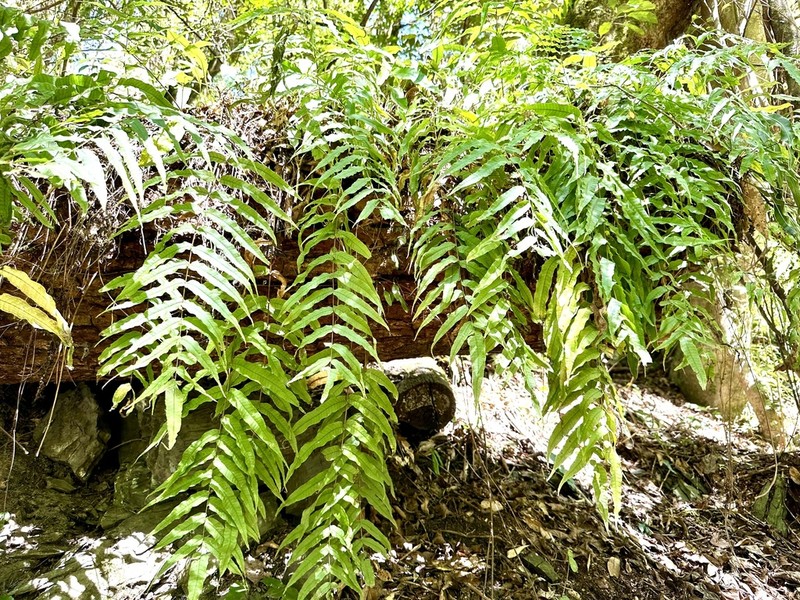 Selliguea lehmannii photo 3