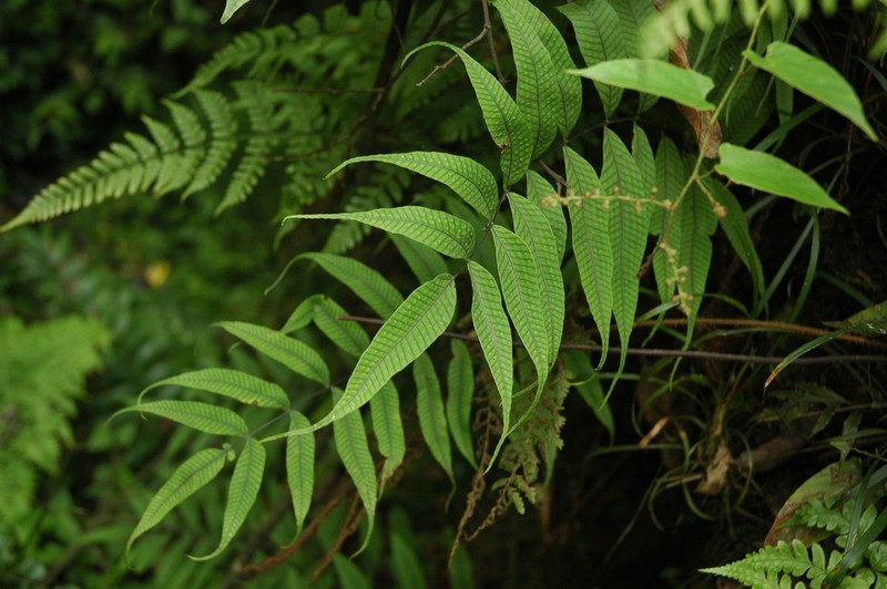 Selliguea lehmannii photo 5
