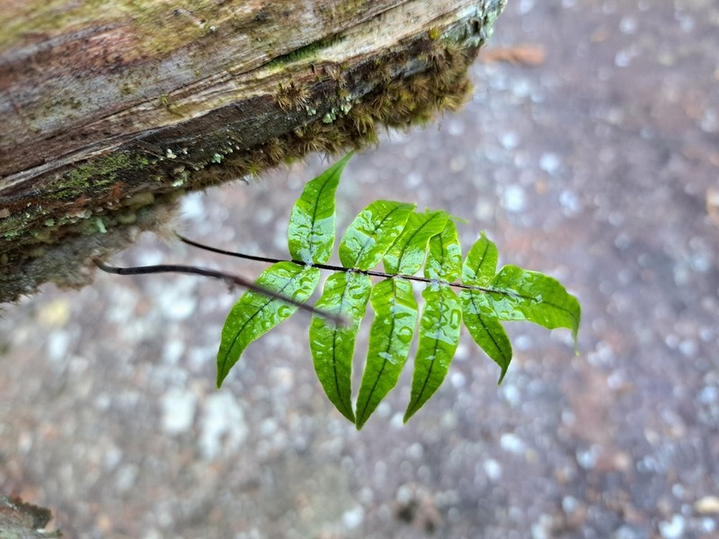 Selliguea lehmannii photo 6
