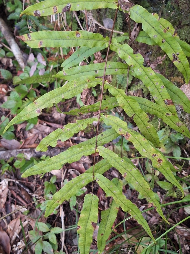 Selliguea lehmannii photo 8