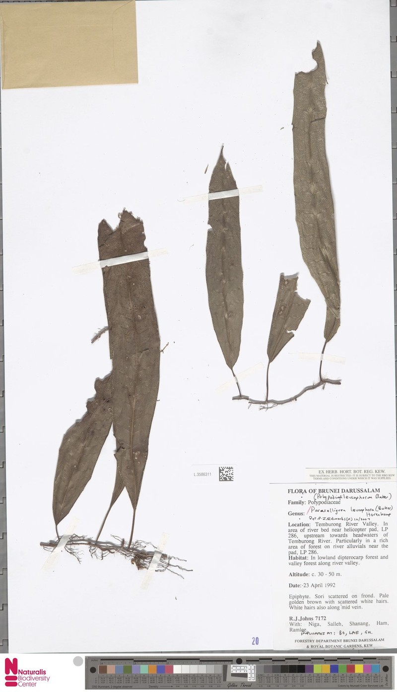 Selliguea leucophora