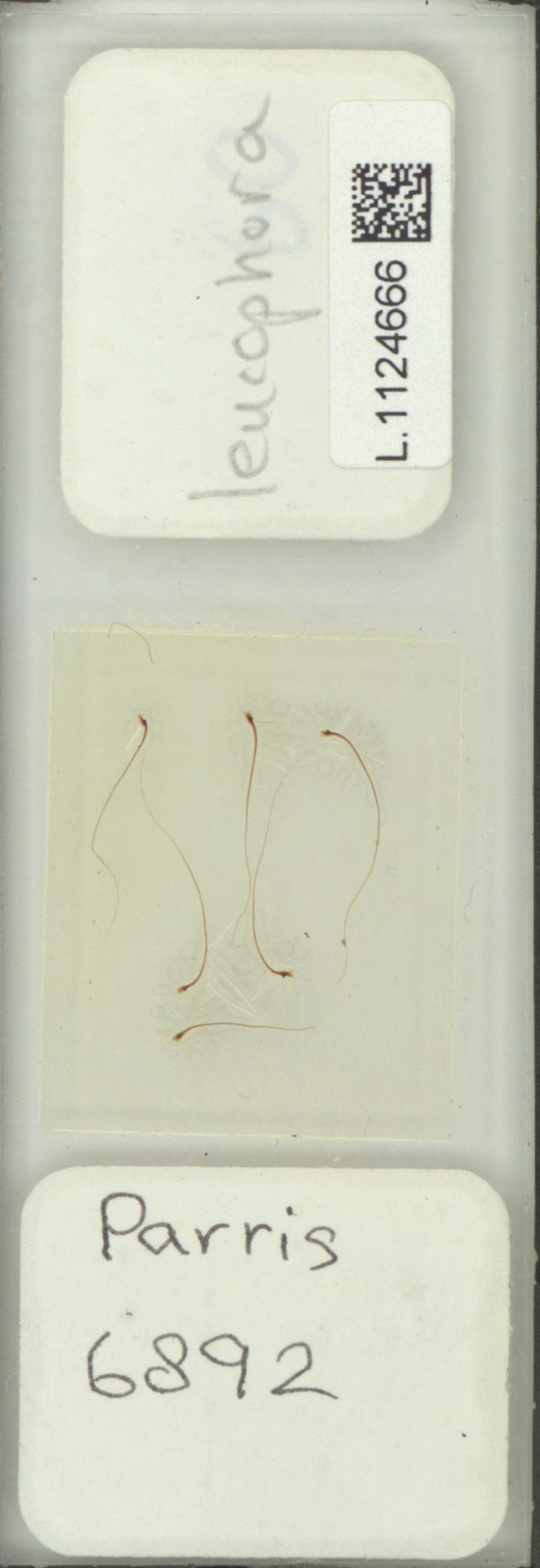 Selliguea leucophora photo 3