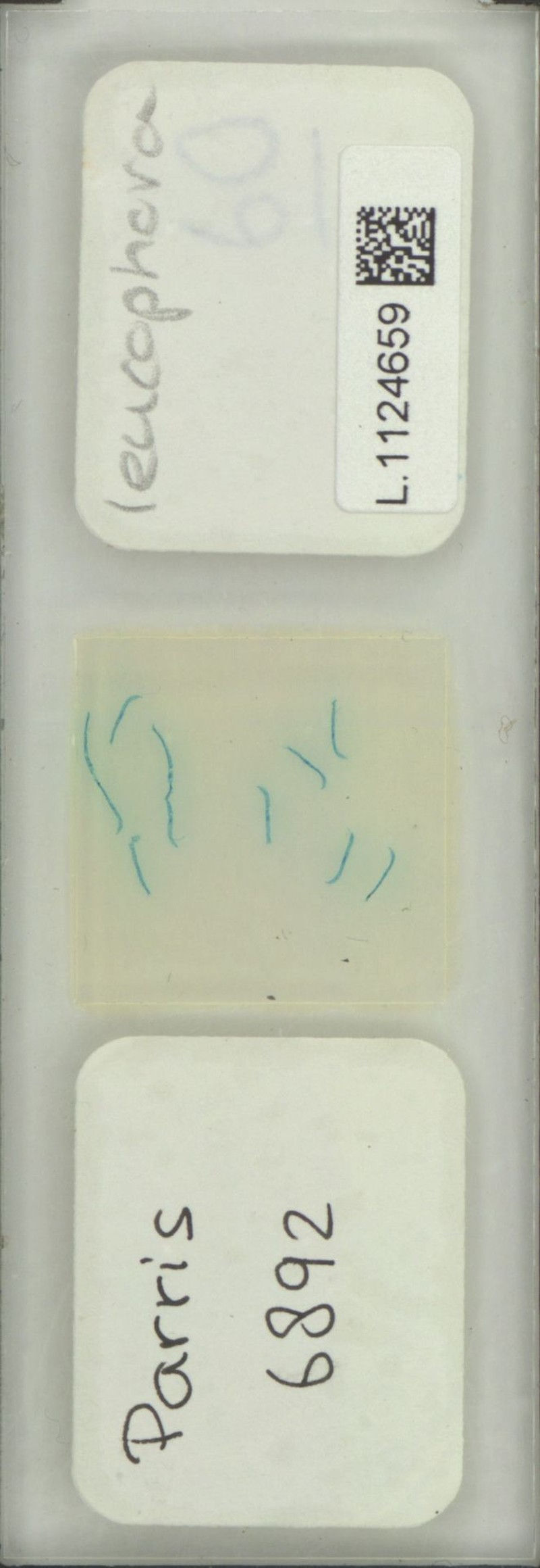 Selliguea leucophora photo 4