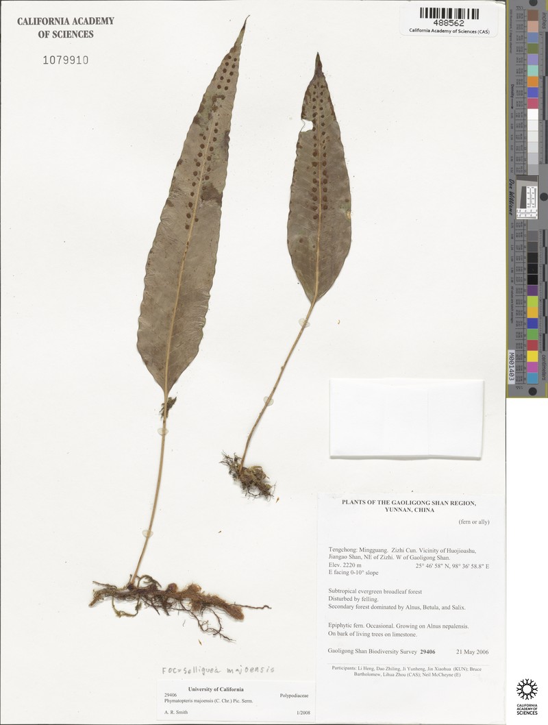 Selliguea majoensis