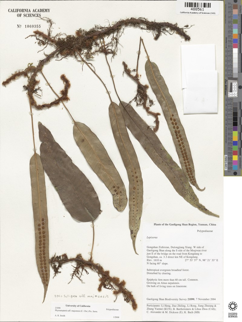 Selliguea majoensis photo 2
