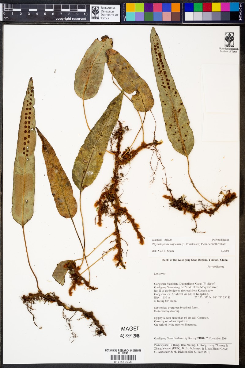 Selliguea majoensis photo 3