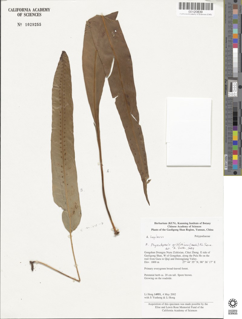 Selliguea majoensis photo 4
