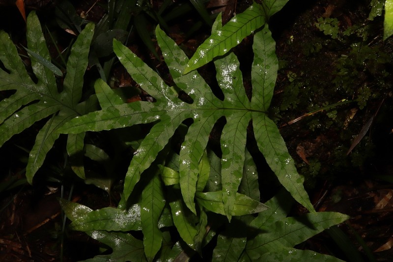 Selliguea montana