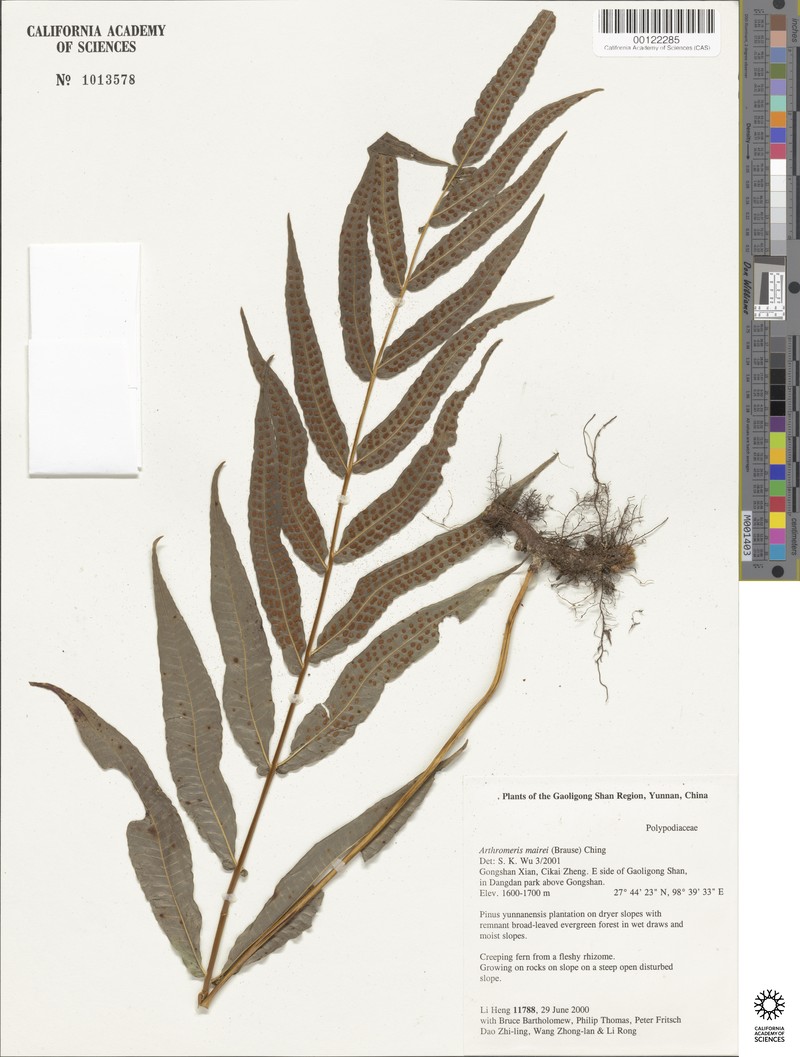 Selliguea moulmeinensis
