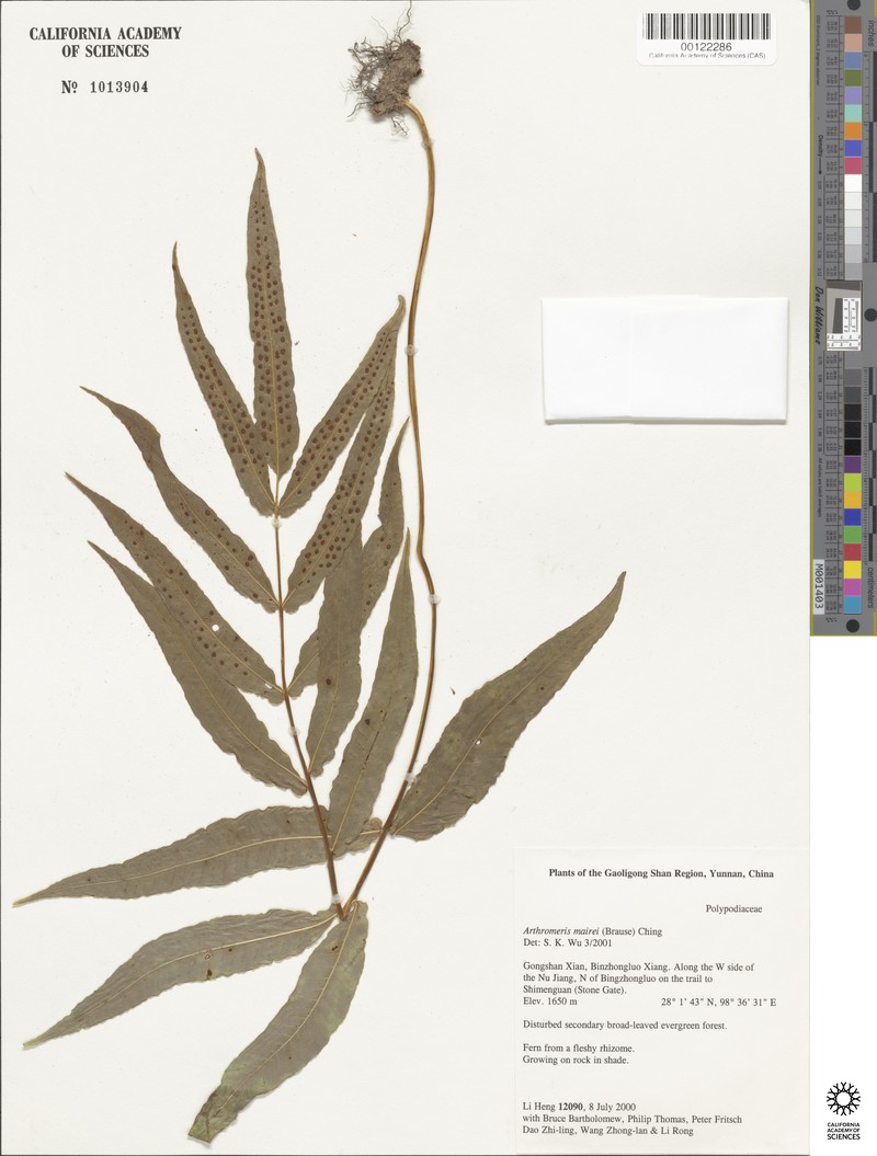 Selliguea moulmeinensis photo 2