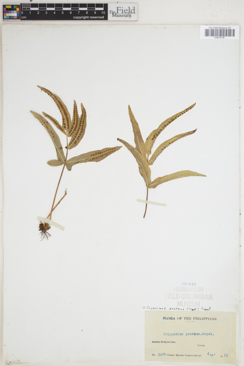 Selliguea moulmeinensis photo 3