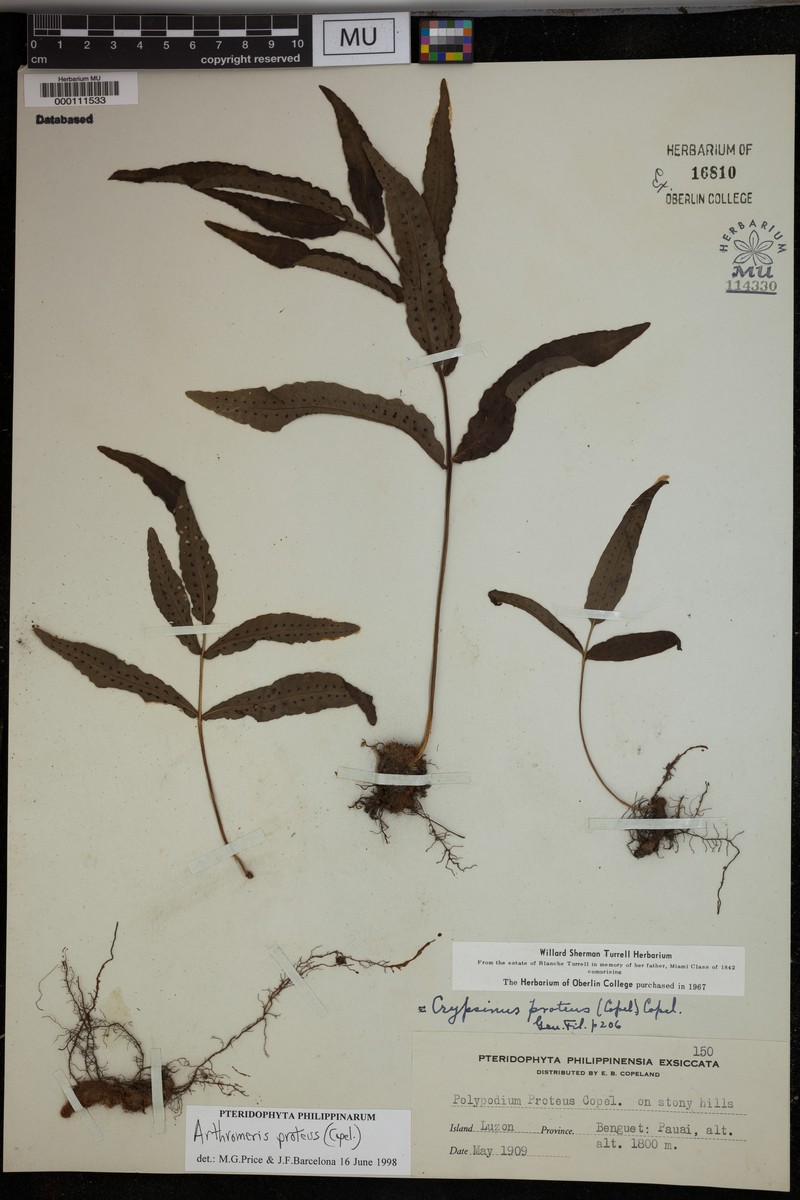 Selliguea moulmeinensis photo 4