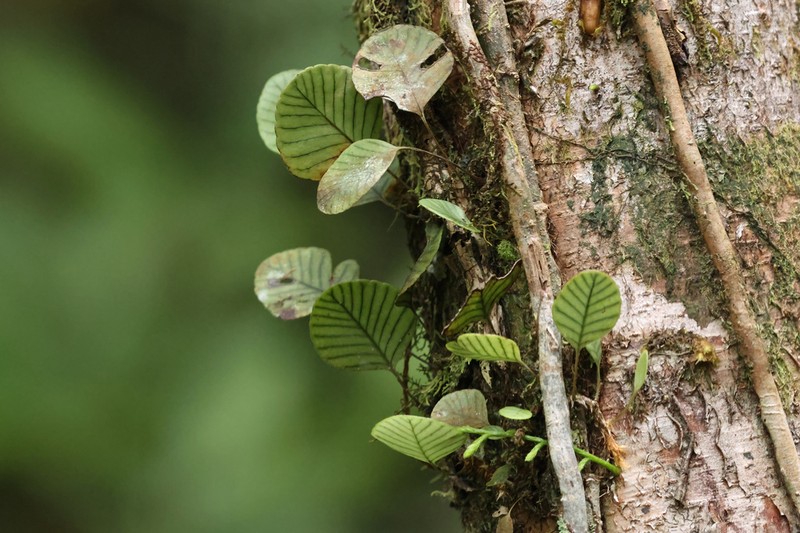 Selliguea murudensis