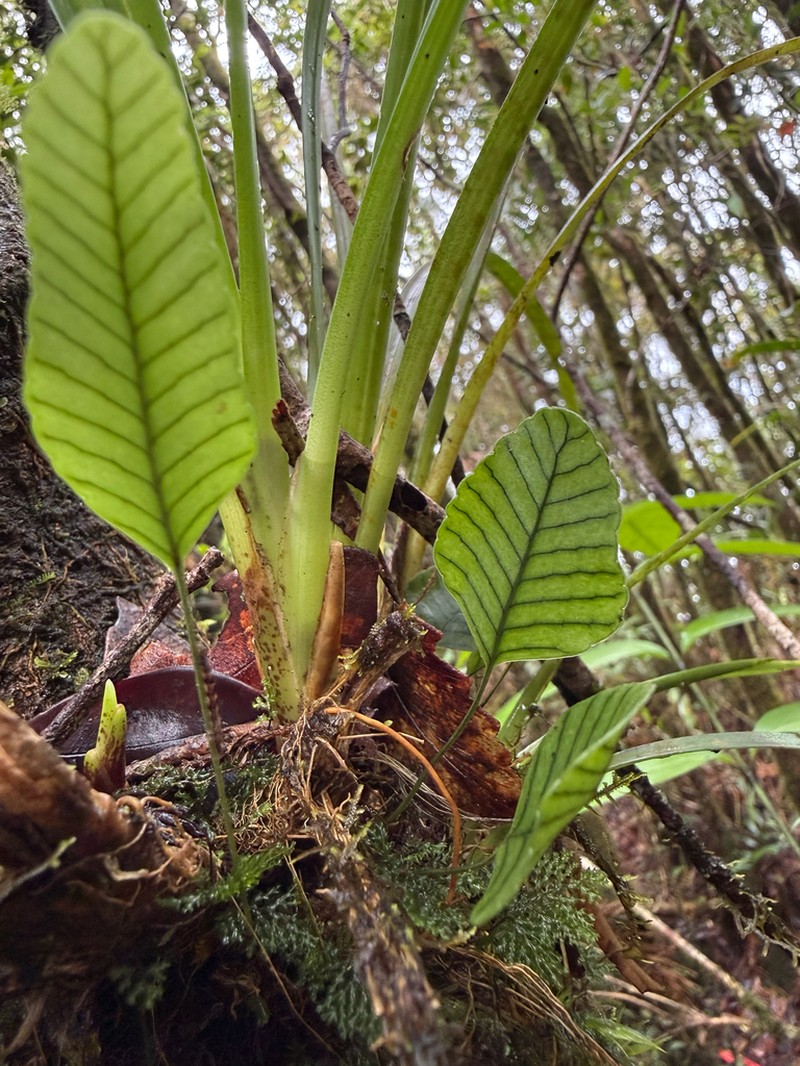 Selliguea murudensis photo 2