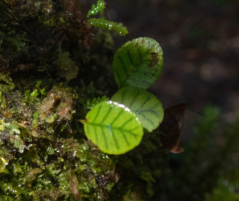 Selliguea murudensis photo 3
