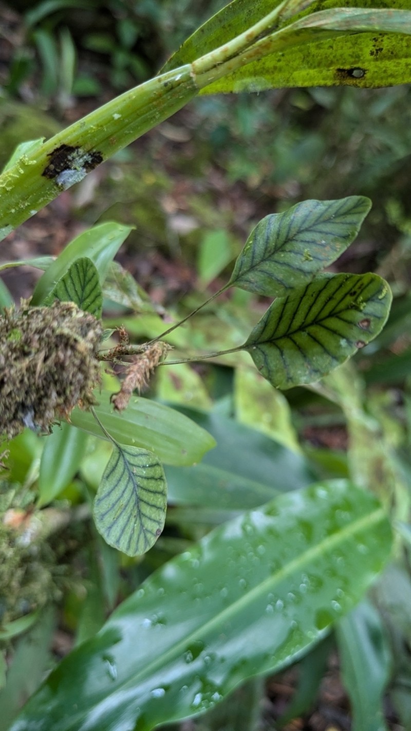 Selliguea murudensis photo 4