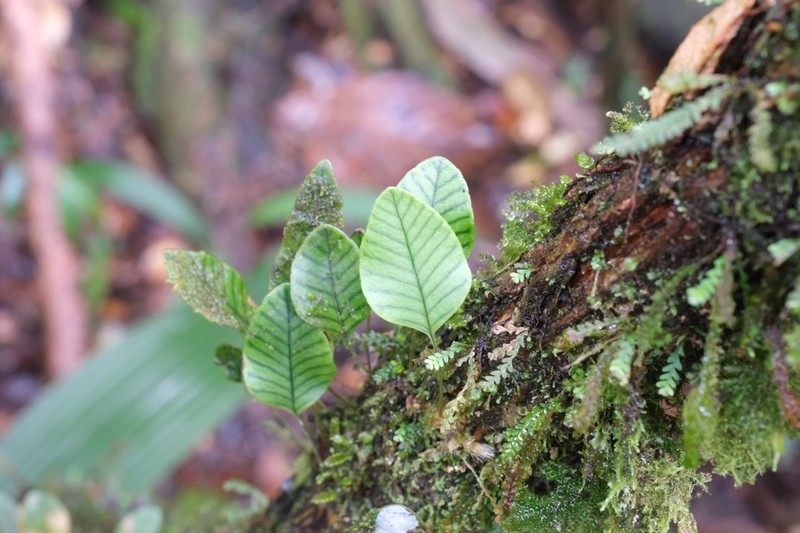 Selliguea murudensis photo 5