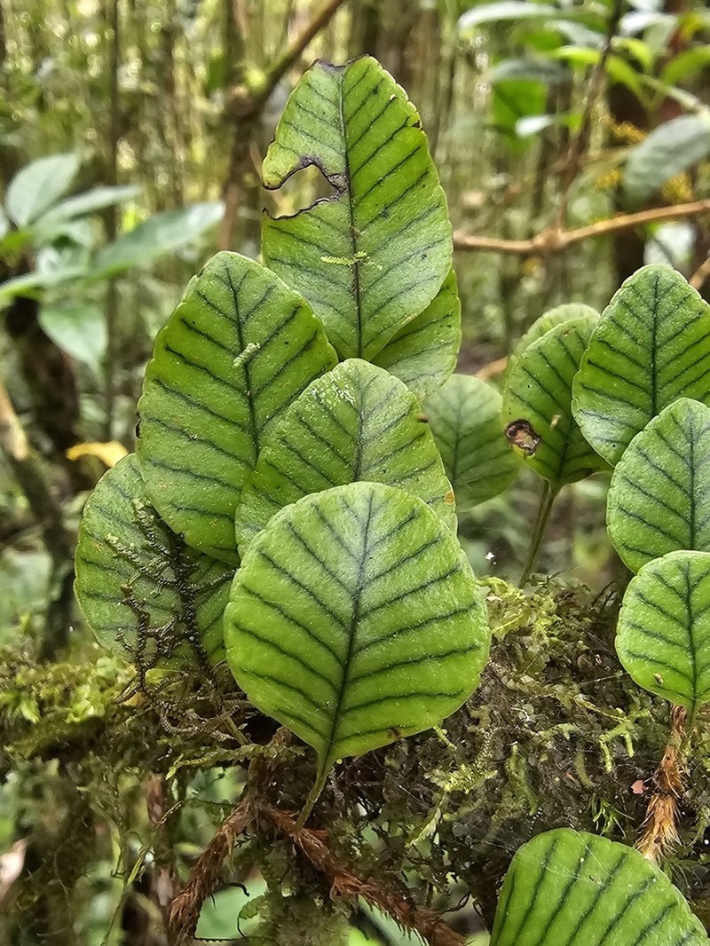 Selliguea murudensis photo 7