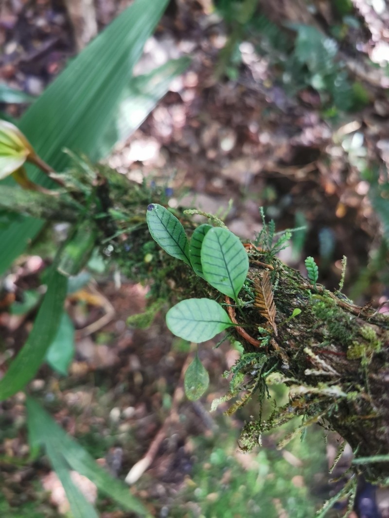 Selliguea murudensis photo 8