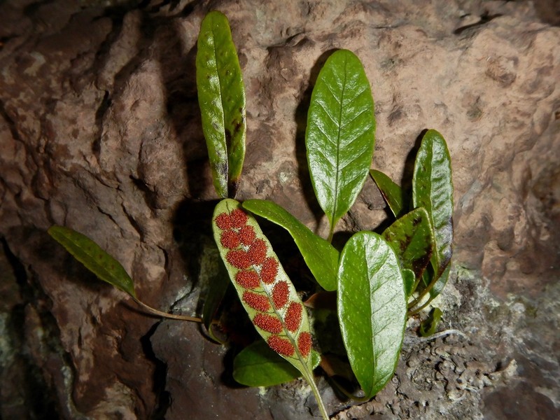 Selliguea neglecta