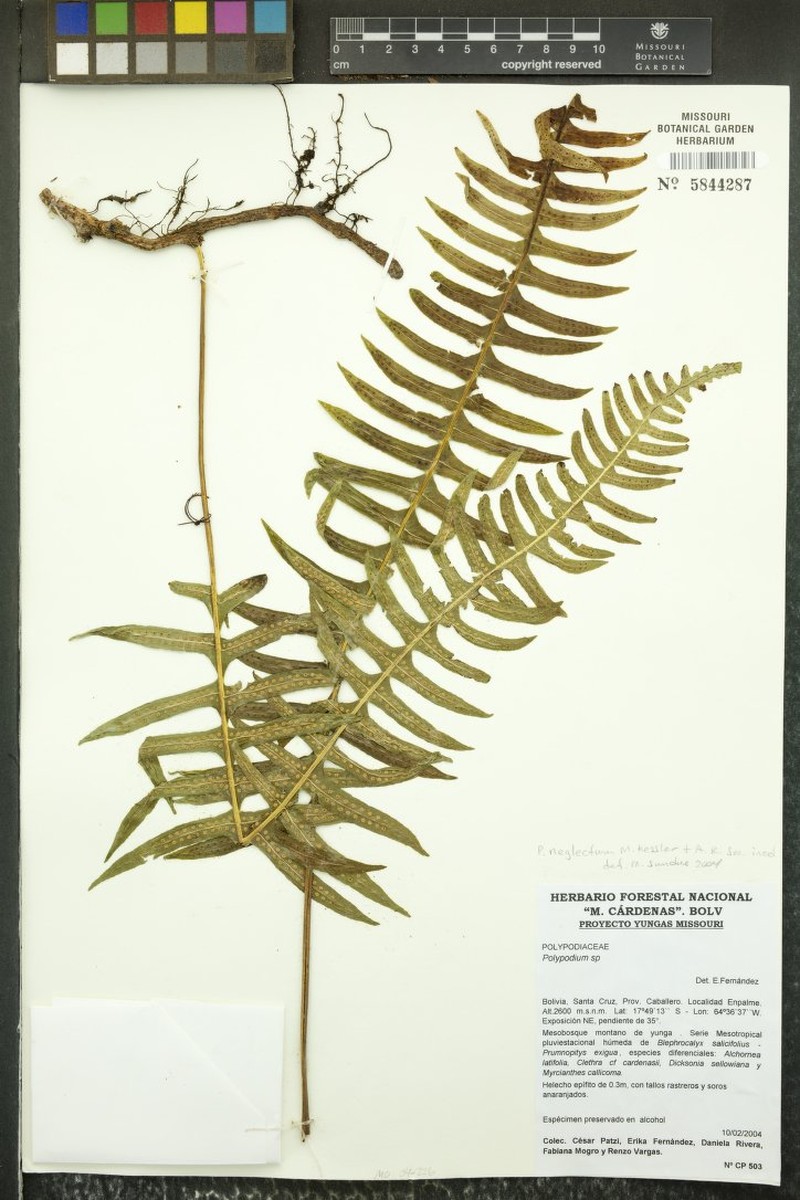 Selliguea neglecta photo 2