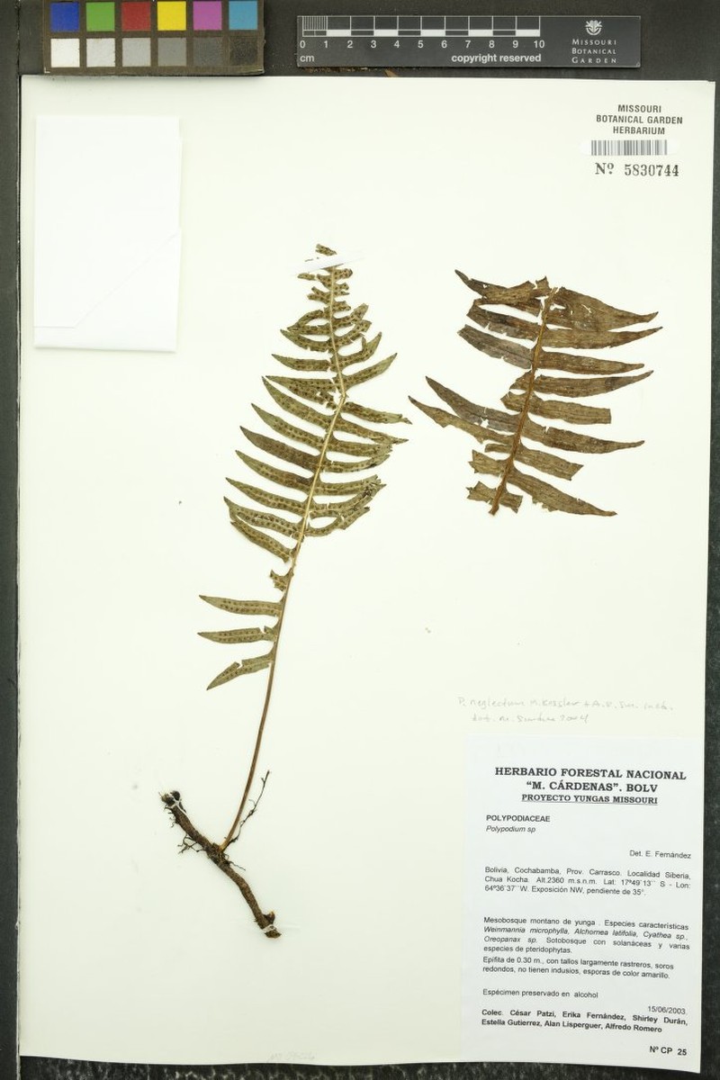 Selliguea neglecta photo 3