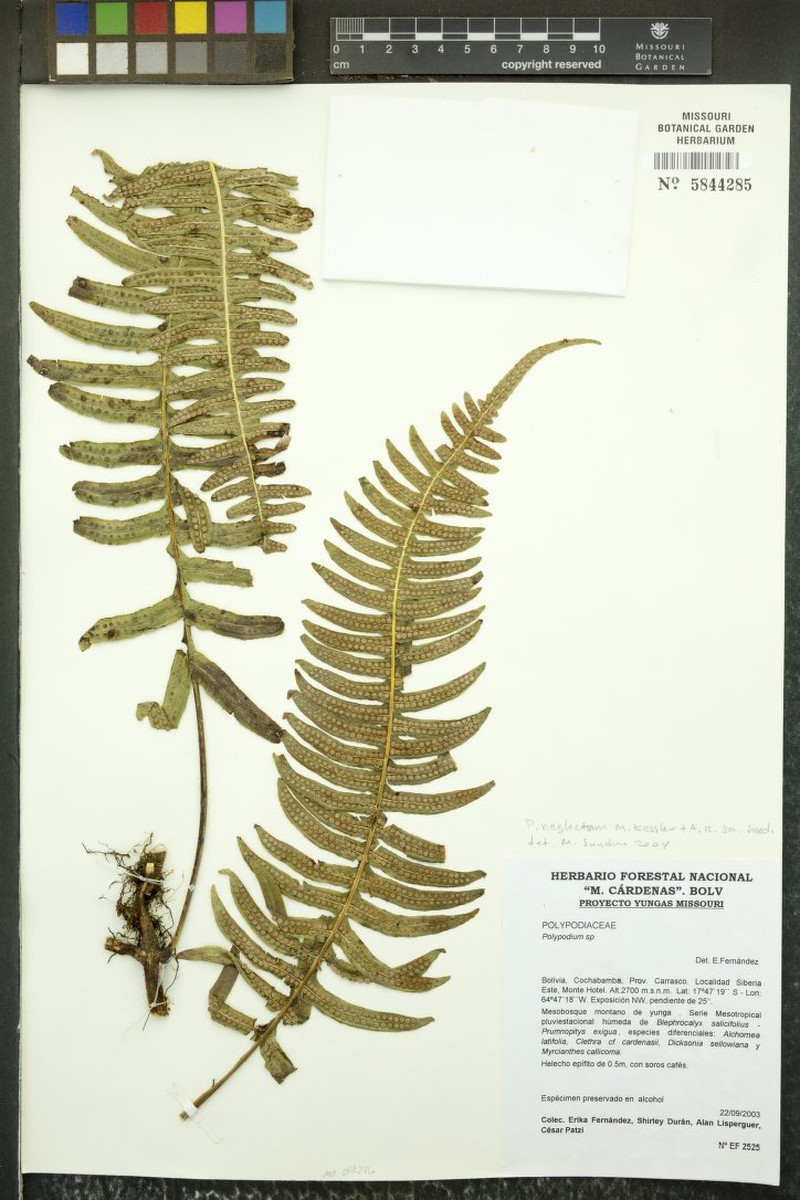 Selliguea neglecta photo 4