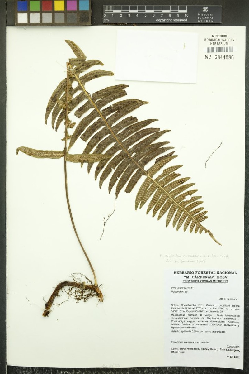 Selliguea neglecta photo 5