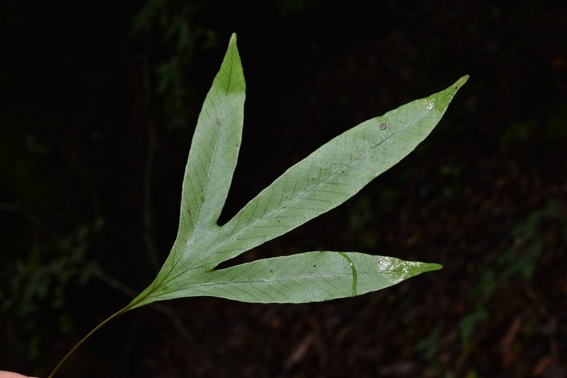 Selliguea oxyloba