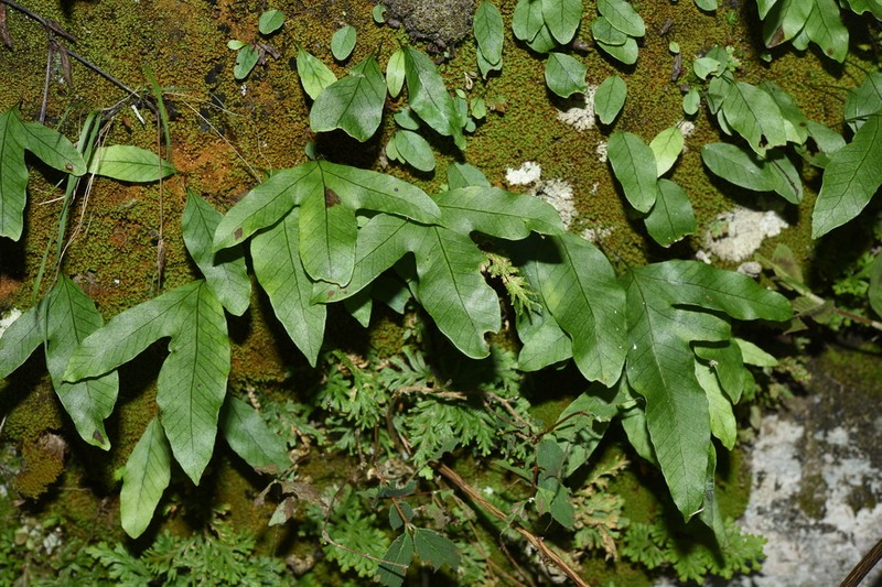Selliguea oxyloba photo 2