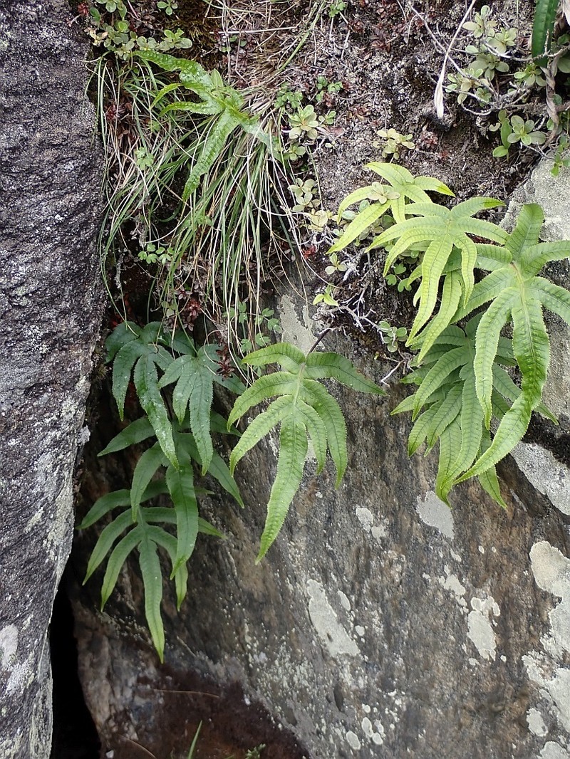 Selliguea oxyloba photo 3