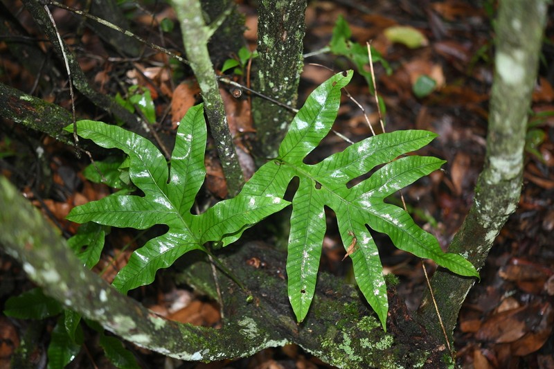 Selliguea oxyloba photo 5