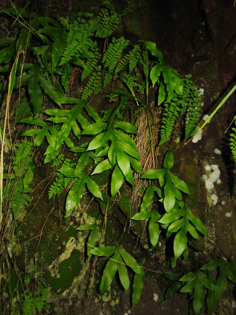 Selliguea oxyloba photo 7
