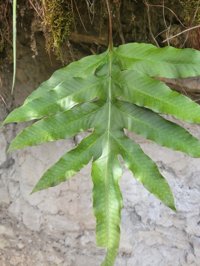 Selliguea oxyloba photo 8