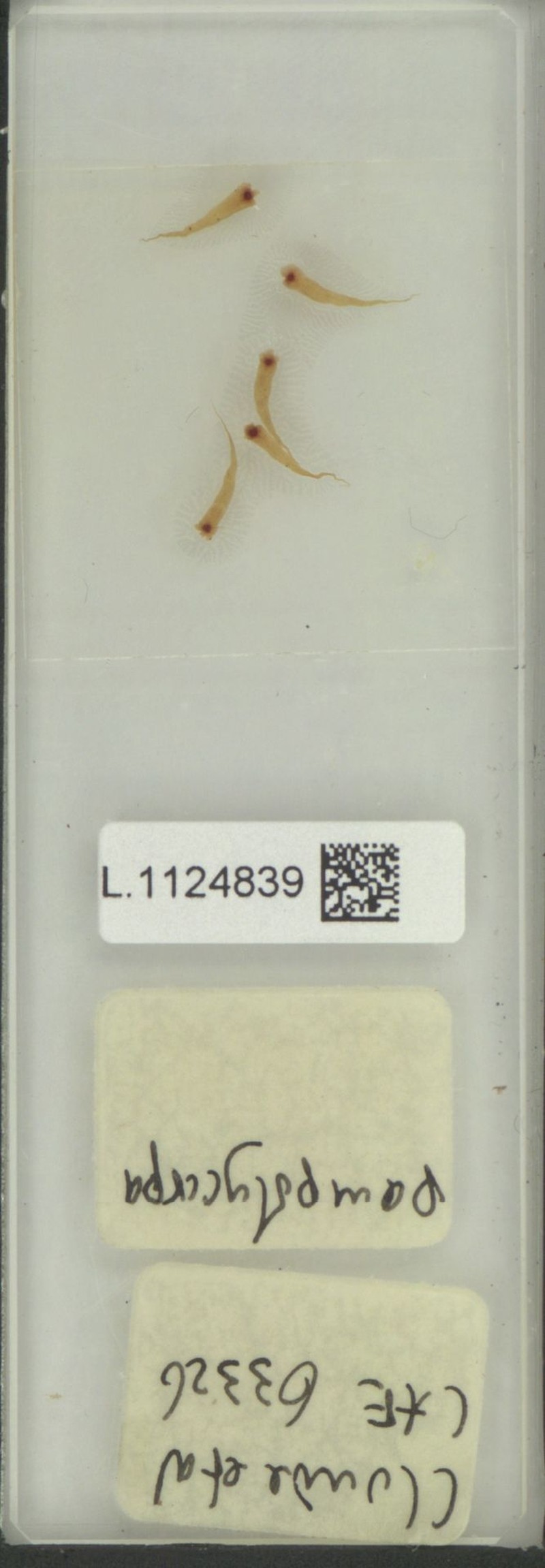 Selliguea pampolycarpa