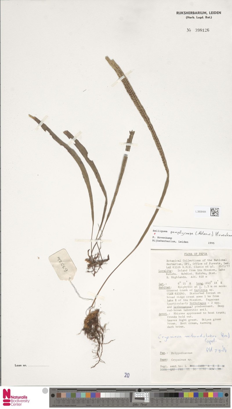 Selliguea pampolycarpa photo 3