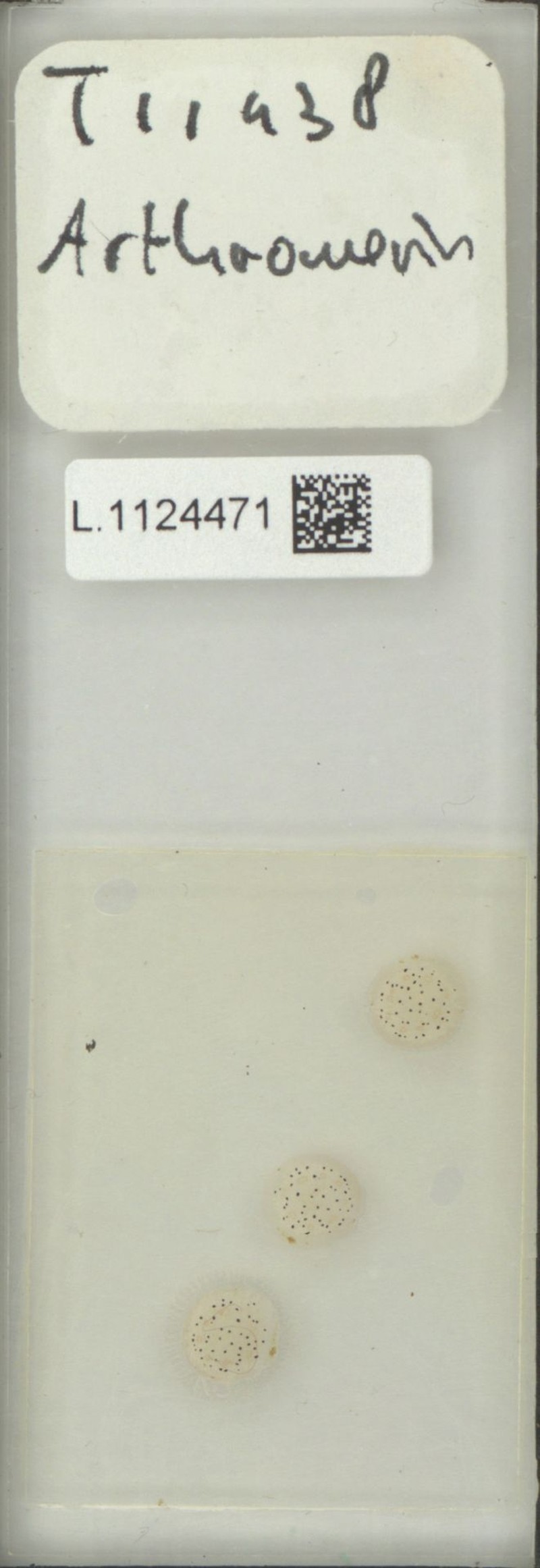 Selliguea phuluangensis
