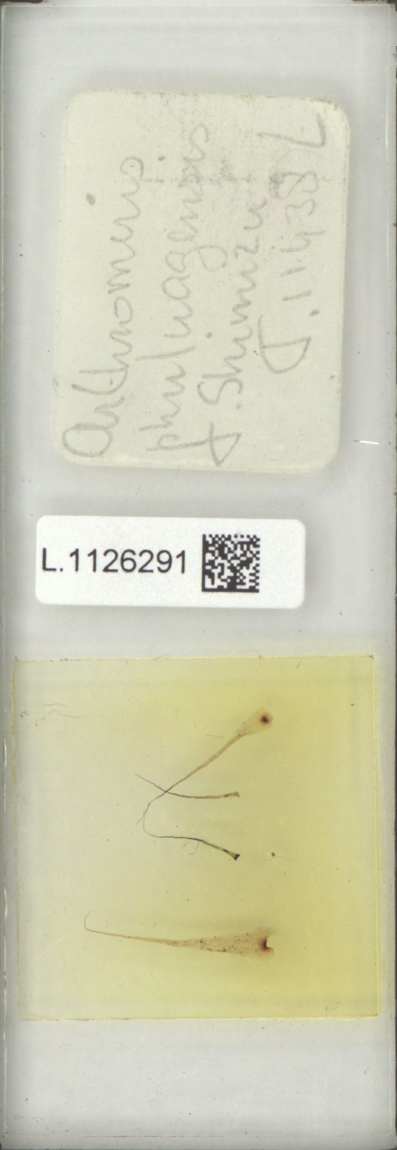 Selliguea phuluangensis photo 2
