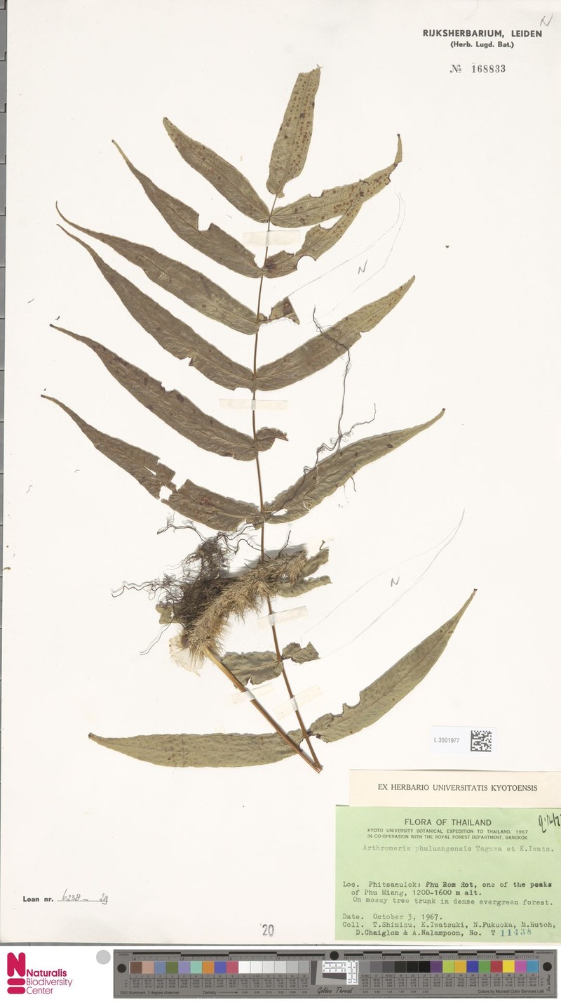 Selliguea phuluangensis photo 4