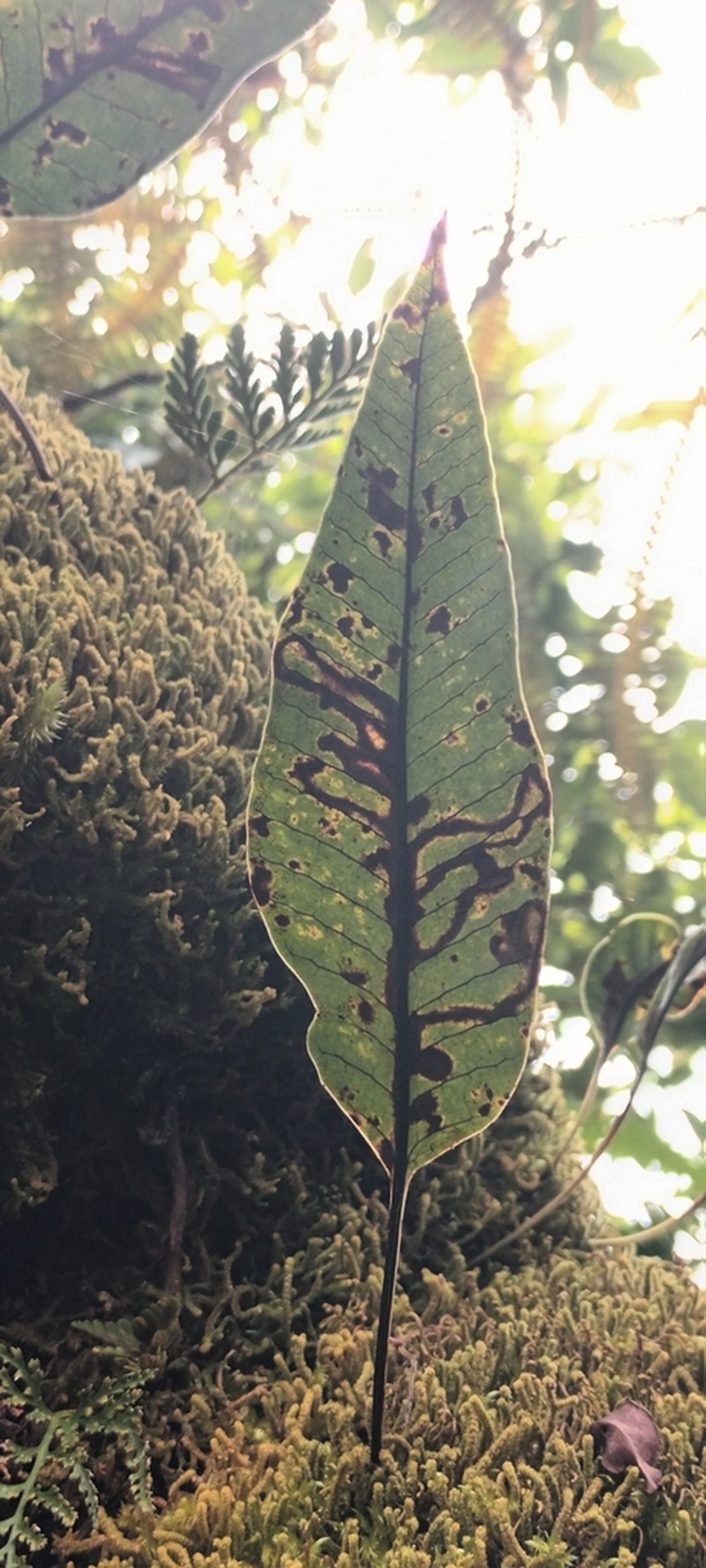 Selliguea plantaginea