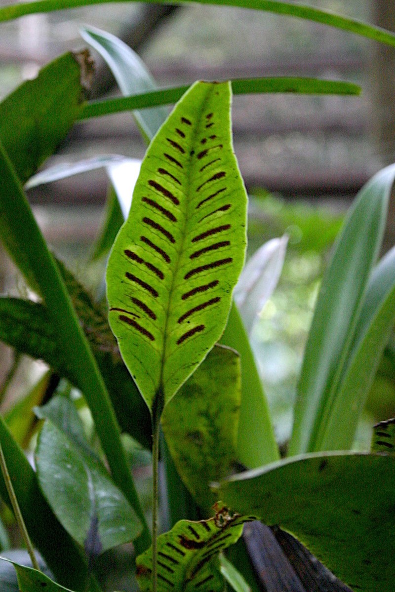 Selliguea plantaginea photo 2