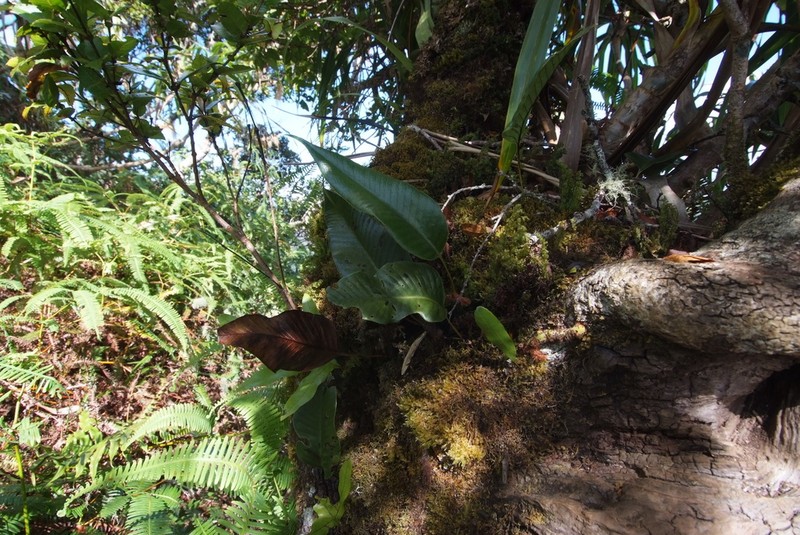 Selliguea plantaginea photo 3