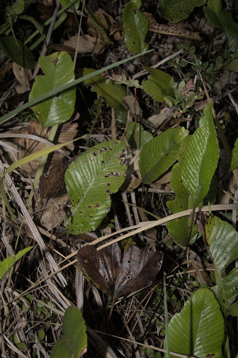 Selliguea plantaginea photo 4