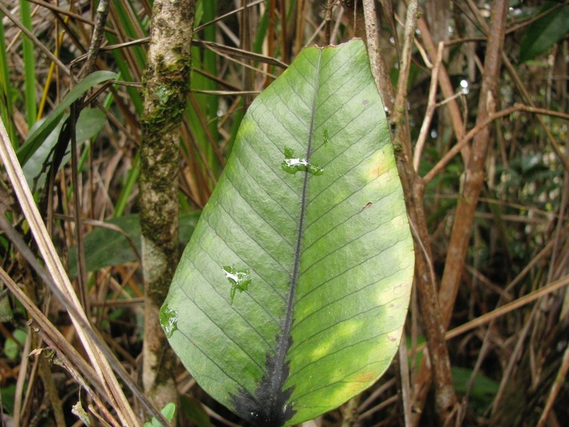Selliguea plantaginea photo 5